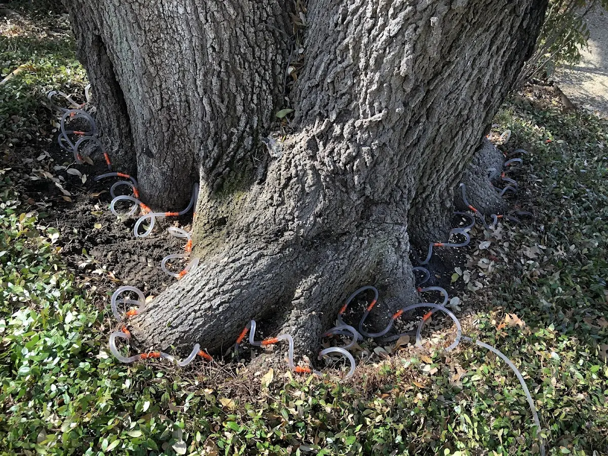 Detailed Tree Cabling and Bracing job site in The Rock