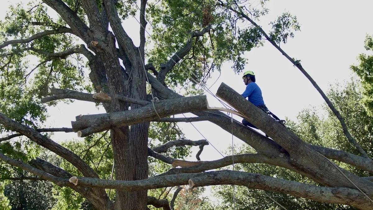 Professional Crown Thinning performed by certified arborists in The Rock