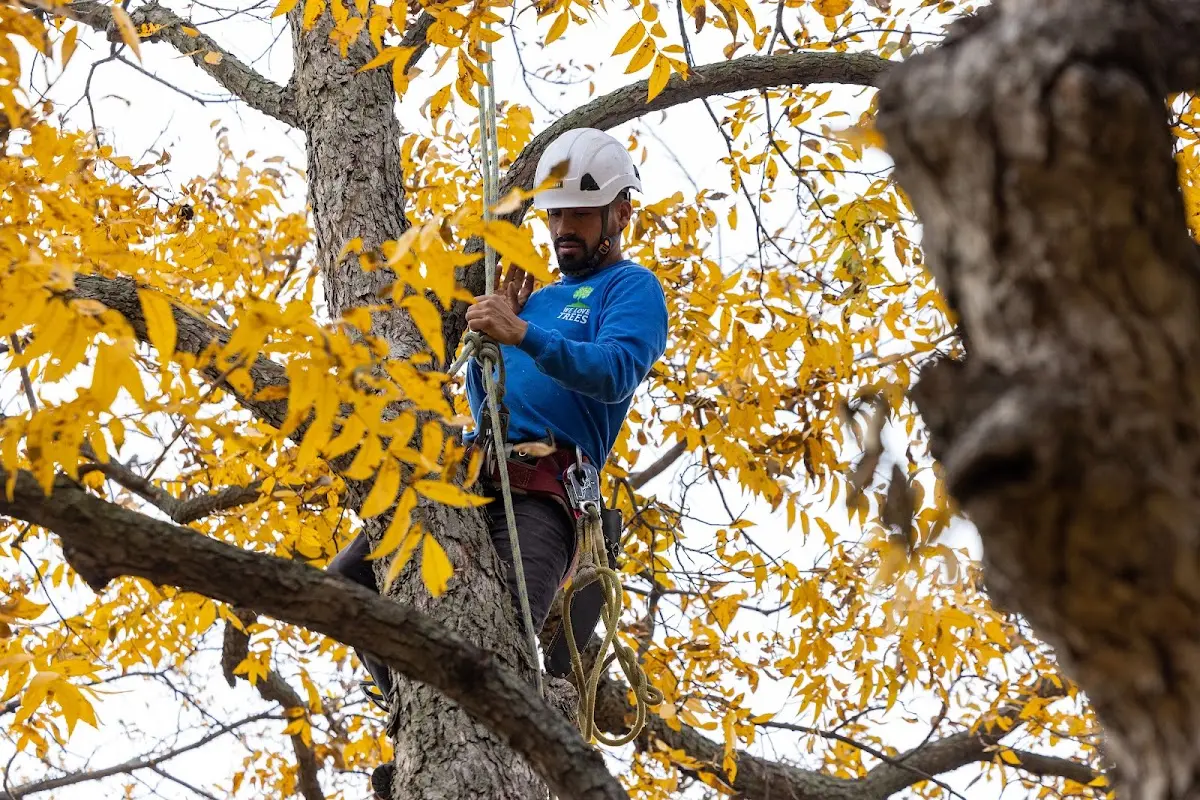 Skilled Tree Transplanting crew working in The Rock